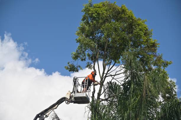 Best Commercial Tree Removal  in USA