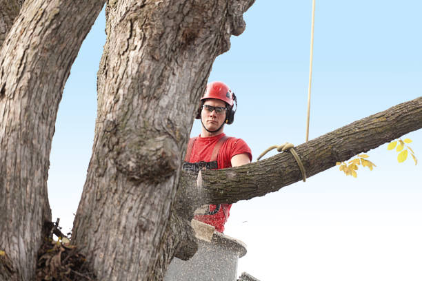 Best Residential Tree Removal  in USA